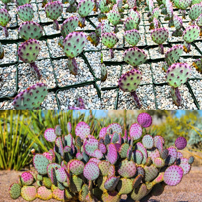 Purple Prickly Pear Cactus Live Plant, in 3 Inch Pot, Prickly Cactus Plant, Colorful Succulent for Garden and Containers