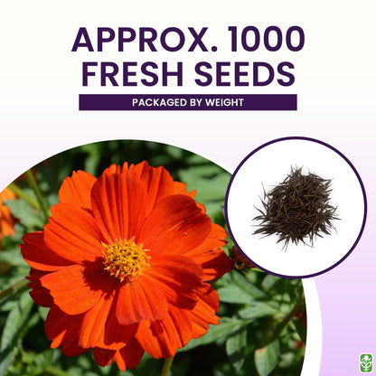 Red Crest Cosmos - Long Blooming Season