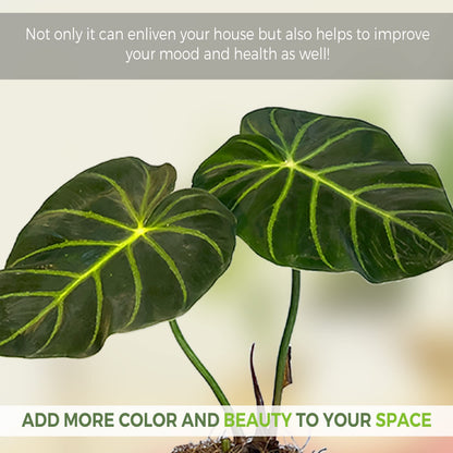 LEAL PLANTS ECUADOR Philodendron Luxurians | Exotic Live Philodendron Houseplant | Tropical Elephant Ear Plant for Indoor | Zebra Plant | Perfect Live Plant for Living Room & Home Decor