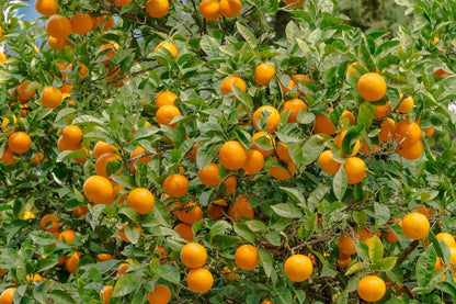 2 Valencia Orange Trees - 2-5 Inch Tall Live Plants - Potted Indoor/Outdoor Fruit Seedlings - Citrus sinensis 'Valencia' - (2 Pack)