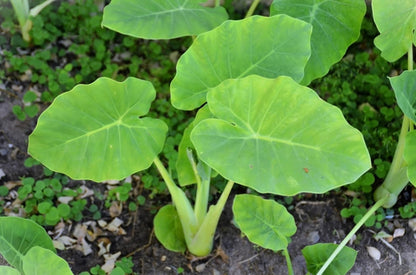 Elephant Ear Bulbs for Planting - Colocasia – Large Tropical Elephant Ears for Garden & Containers – Fast-Growing Ornamental Bulbs (10 Bulbs)