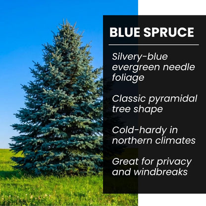 Blue Spruce Seeds for Planting | 50 Seeds | Colorado Blue Spruce, Picea pungens glauca | Attractive Trees for Privacy or Landscaping | Distinctive Leaves