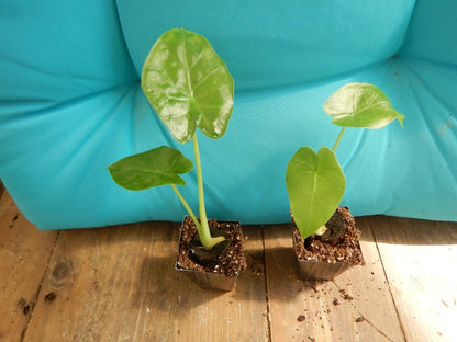 Live Plant - Calidora Elephant Ear Alocasia Live Starter Plant Cold Hardy Gets Huge!