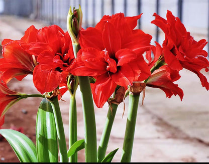 Red Peacock Amaryllis - Red Double Amaryllis Bulb 28/30 cm