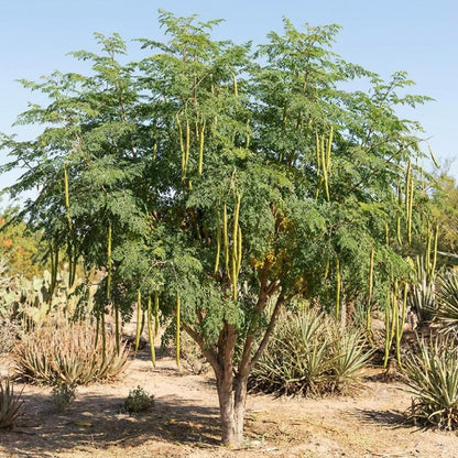2PPP Moringa Tree Plant Live, Moringa Oliefera Plant, Well Rooted, 4-7" in Height in 4" Pot for Growing