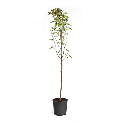 Brighter Blooms - Golden Delicious Apple Tree, 4-5 ft. - No Shipping to AK, AZ, CA, HI, ID, OR, WA