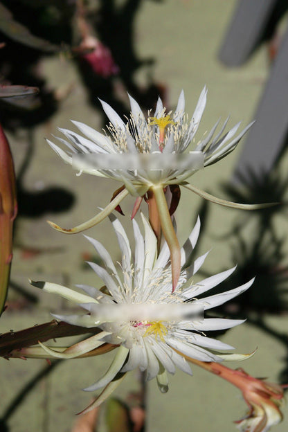1 Rooted of Epiphyllum Hookeri Plant Cactus Succulents Orchid Cereus