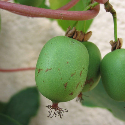 Palm Beach Medicinal Herbs Hardy Kiwi Seeds (Actinidia arguta) Pack of 10 Seeds