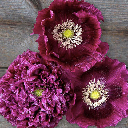 Black Beauty Poppy Seeds for Planting - 300 Fresh Flower Seeds - Tall Dark Purple Wildflower Seeds to Plant Outside - Re-Seeding Annual - Grown in The USA