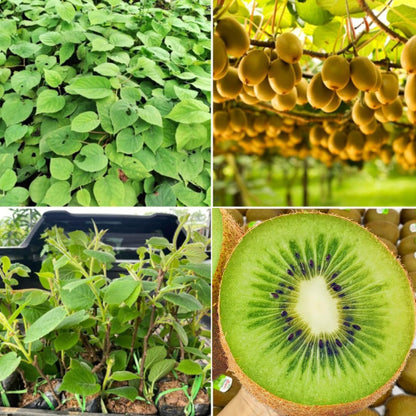 Pack 2 High-Yielding Kiwi Trees Live Plants Vine for Planting, Starter Size, 4 to 6 Inches in Tall, No Pot, Sweet and Hardy Tree