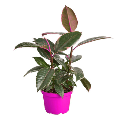 2 Pack Ficus Elastica 'Tineke' - 6" Pot in 6in Pot - Live Tropical Houseplant - Easy to Grow | Air Purifying | Variegated | USA Growers | The Snobby Leaf