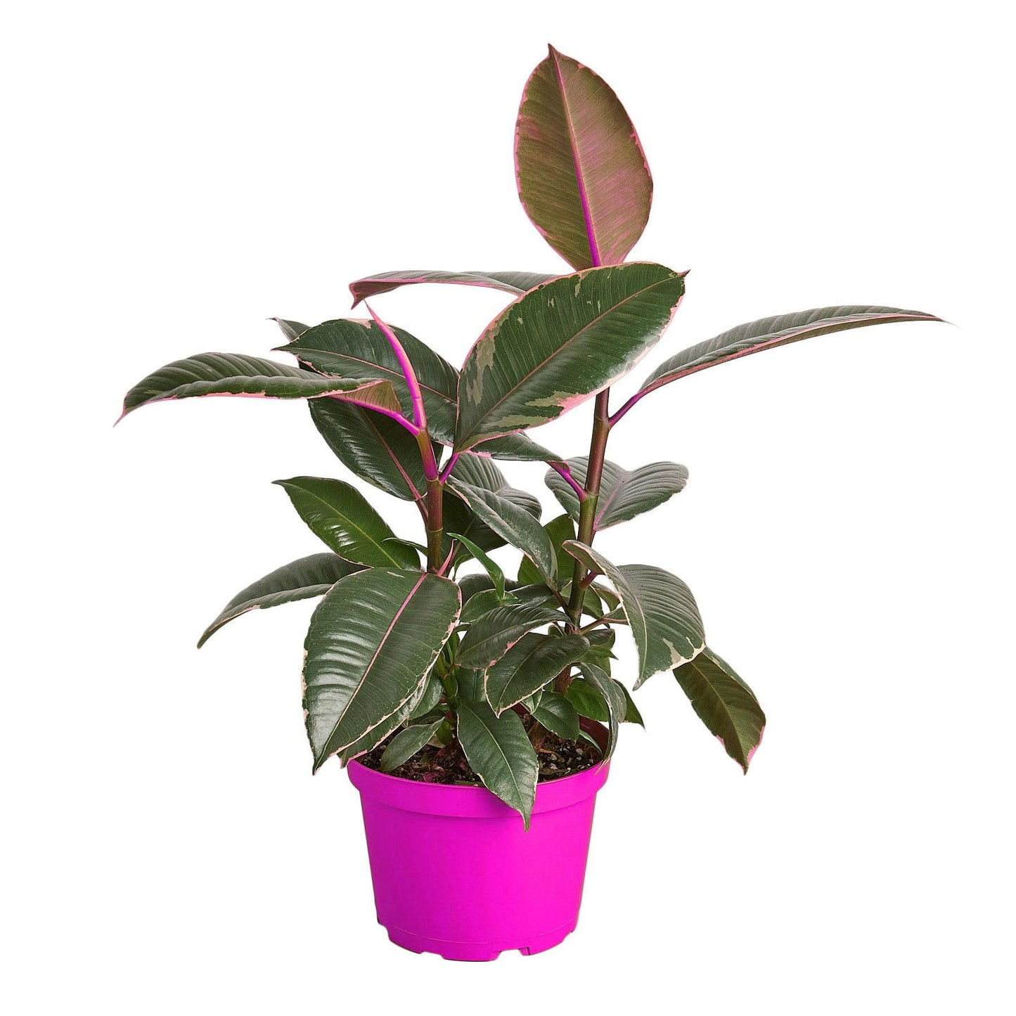 2 Pack Ficus Elastica 'Tineke' - 6" Pot in 6in Pot - Live Tropical Houseplant - Easy to Grow | Air Purifying | Variegated | USA Growers | The Snobby Leaf