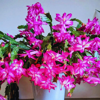2 Mix Christmas Cactus Plants Live, Live Christmas Cactus Plant, 4 Inc Potted