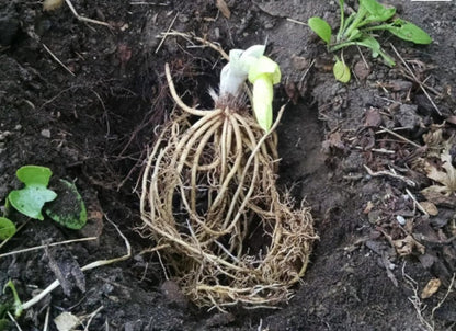5 Stained Glass Hosta Bareroot