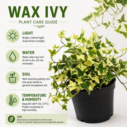 Ivy Live Plant in 4 Inch Pot - Wax Ivy | Real Wax Ivy Plant | Trailing & Climbing Easy-Care Houseplant | Live Houseplants for Home & Office Décor