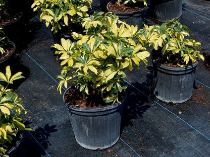 RedCrocus - RedCrocus Trinette Umbrella Plant Schefflera arboricola Variegated Indoor Outdoor Foliage Decor 10" Pot