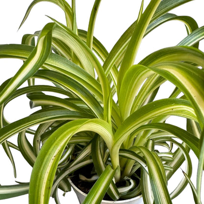 Bonnie Curly Spider Plant, Variegated Curly Leaves, Easy to Care and Grow Attractive Plant in 4 inch Pot - Hopewind Plants Shop