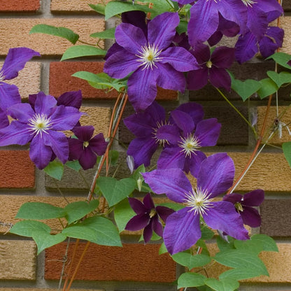 Clematis Vine Plant, Clematis Vine Plants Live in 2.5 Inch Pot, Perennial Climbing Clematis Plants Live for Outdoor Garden (Dark Purple Flowers)