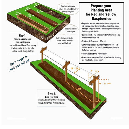 Heritage Raspbery - 2 Red Raspberry Plant - Free Plant Boost Included! Everbearing - Organic Grown