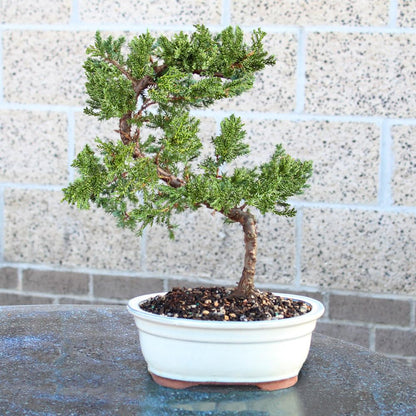 Brussel's Bonsai - Live Green Mound Juniper Bonsai Tree, Outdoor Bonsai Tree Live Plant, Medium Bonsai for Patio Garden Décor, Easy Care Evergreen Bonsai (Medium)