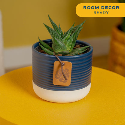 Costa Farms Haworthia, Succulent Live Plant in Decorative Pot, Easy to Maintain Succulent Indoor Houseplant, Home, Room, or Office Decor, House Warming or Birthday Gift, 4-6 Inches Tall