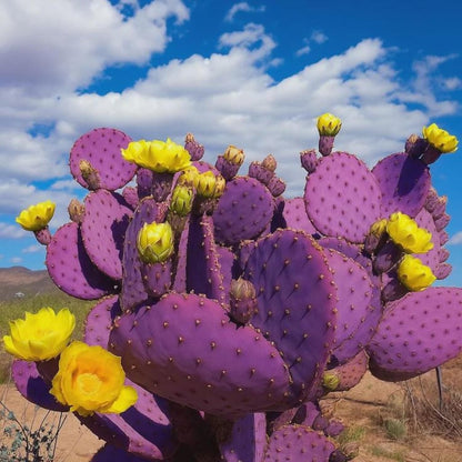 Purple Prickly Pear Cactus Live Plant, Rare Cactus Plants 6-8 Inches, Hardy, Low-Maintenance Plant for Indoors and Outdoors