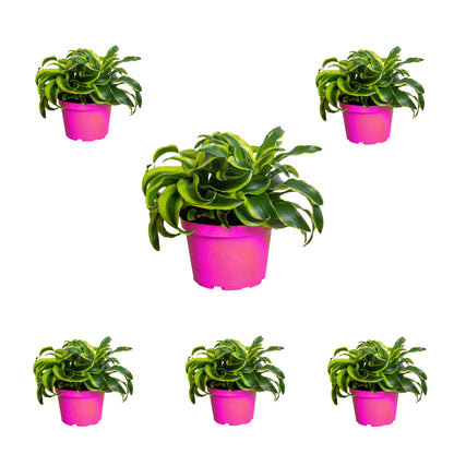 6 Pack Dracaena 'Tornado' in 4in Pot - Live Plants Tropical Houseplants | Variegated | USA Growers | The Snobby Leaf