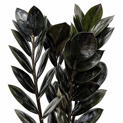 Black ZZ Plant Live Indoor Houseplant in 6 Inch Pot, Raven ZZ Plant, Zamioculcas Zamiifolia, Low Maintenance Potted Plant for Home and Office