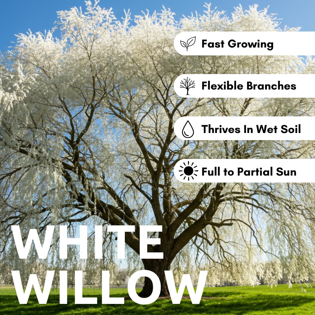 Red, White and Blue Ornamental Tree Collection – Red Maple, White Weeping Willow & Blue Wisteria – Live Outdoor Plants for Landscaping, Garden Focal Points & Seasonal Color