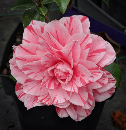 Live Plant - Les Marbury Unique Bloom Camellia Japonica-Live Starter Plant