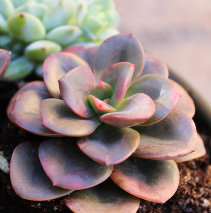 Altman Plants Variegated Succulent Plant Collection (4PK) Mini Succulents, Colorful Succulent Plants, Live Succulents, Multicolor Succulents, Variegated Live Plants & House Plants in 2.5" Pots