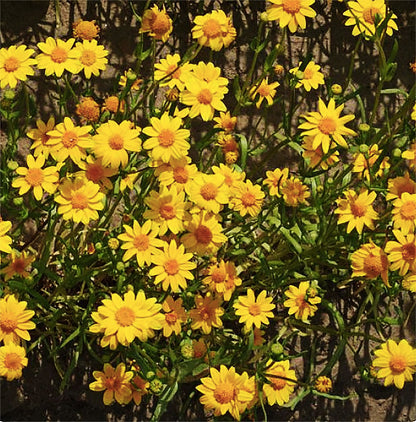 1200 Goldfields Seeds - Carpet of Low Growing Yellow Daisy Type of Wildflower for Sandy and Dry Clay Soils