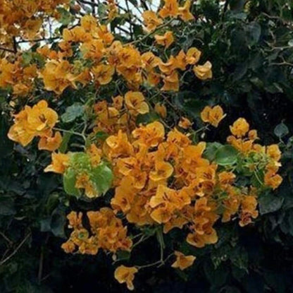 Yellow Bougainvillea Live Plants - 2 (Two) California Gold Bougainvillea 4 to 6 Inches Starter Plants - Live Bougainvillea Plants - Live Flower Plants