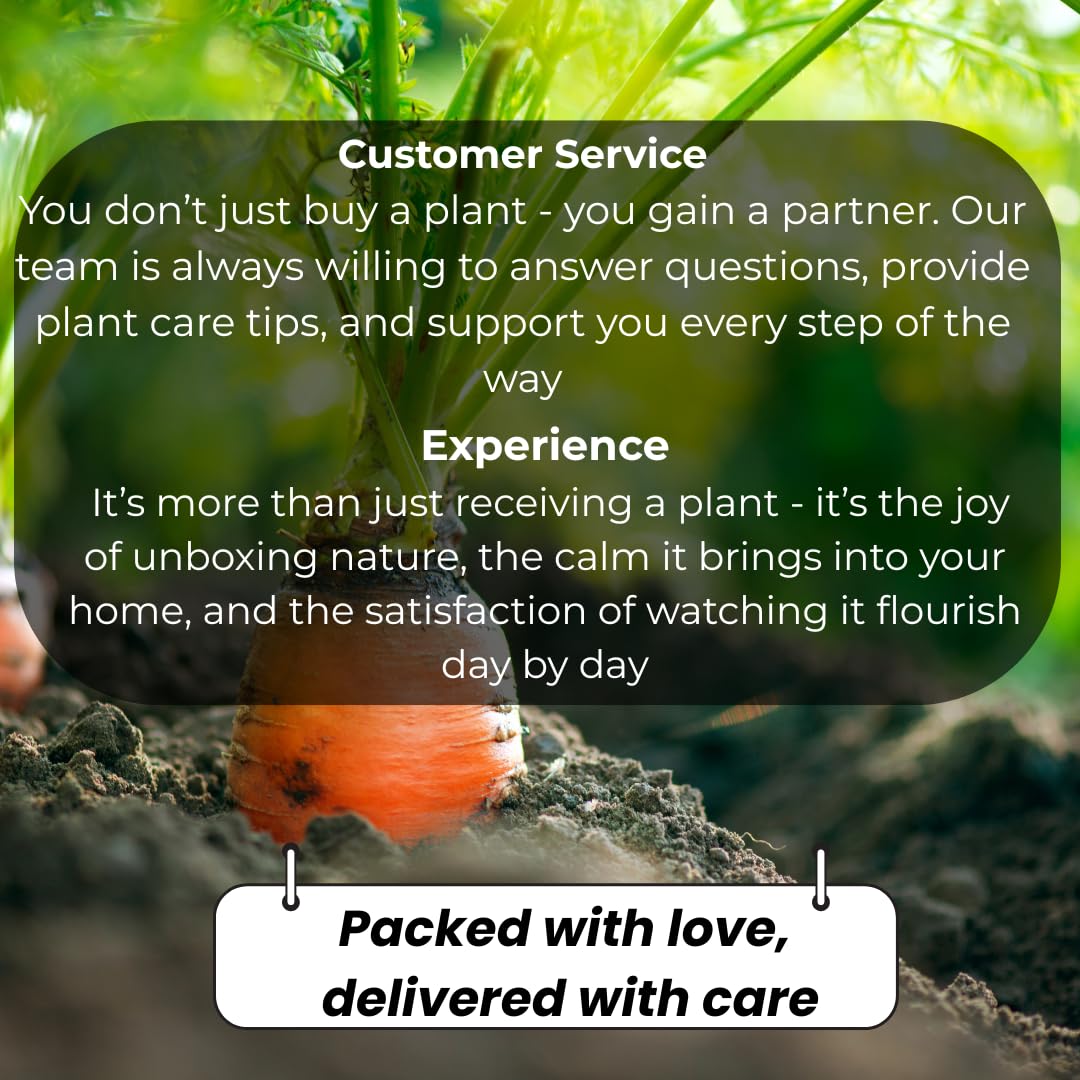 Pomegranate Plant Live, 20-24 Inches Tall Tree in Gallon Pot, Farfianka Pomegranate Fruit Plant, Sweet, Juicy Red Pomegranates, Hardy, Fast-Growing Ornamental Fruit Tree, No Ship to CA,HI,AK