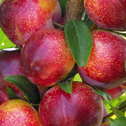 Flavor Pluot Tree Live Plant in 3 Gallon Pot, 2-3 Feet Plum Apricot Pluot Fruit Tree for Outdoor Garden or Backyard Growing, No Ship to CA
