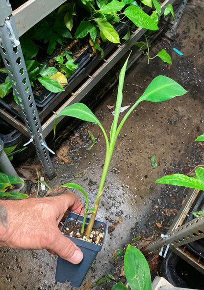 Kokopo Banana Live Plant - Dwarf Banana Tree - Patupi Banana Plant - Short Cycle Banana - 5-8 Inches Tall - Container and Outdoor Growth