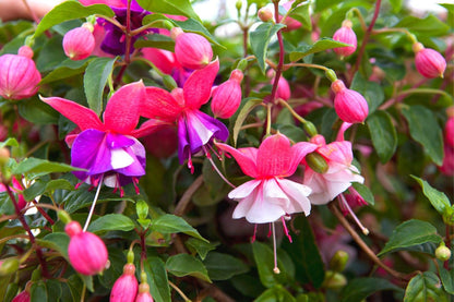 Fuchsia Plants Live, 2 Fuchsia Live Plants, 5 to 7 Inc, Fuchsia Plants, Purple Fuchsia Flower Plant, Easy to Plant Indoor, Outdoor