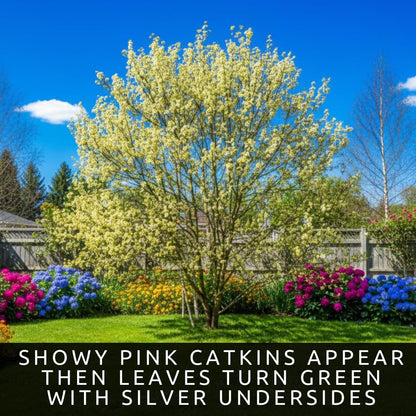 2 Pink Pussy Willow Tree Cuttings to Plant - Fresh Cuttings, Ready to Plant - Ornamental Flowering Tree – Willow Cuttings for Colorful Garden Landscape