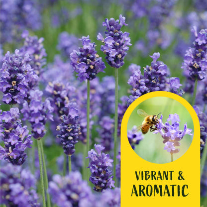 2 Super Blue Lavender Plants (Lavandula angustifolia 'SuperBlue') | Live Evergreen Herb with Fragrant Purple-Blue Blooms | Fast-Growing Perennial for Pollinators & Landscaping in 3.5" Cubes