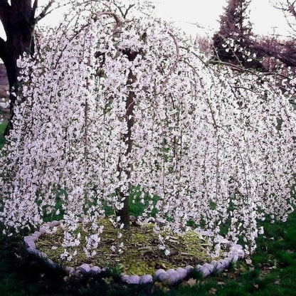 Cherry Blossom Tree, Live Ornamental Tree 6-12" Tall in Pot, Beautiful Spring Blooms for Outdoor Planting (Weeping Cherry Blossom)