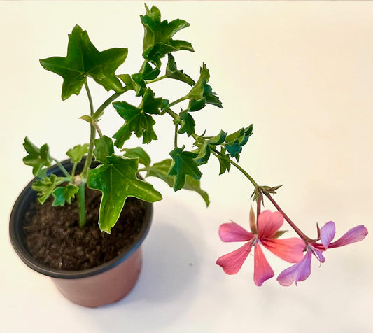Set of 2 Live Ivy Geranium -Pelargonium Peltatum, Climbing Ivy Leaves with Pink Flowers, 2 Fully Rooted Plants 6-12" Long, Options of Single-Layer or Multi-Layer Petals