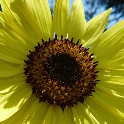 Lemon Queen Sunflower - 1/4 LB Bulk ~2,700 Seeds - Non-GMO, Heirloom, Open Pollinated Flower Gardening Seeds