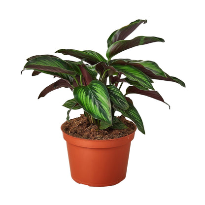 3 Pack Calathea 'Beauty Star' in 4in Pot - Live Plants Tropical Houseplants | Variegated | USA Growers | The Snobby Leaf