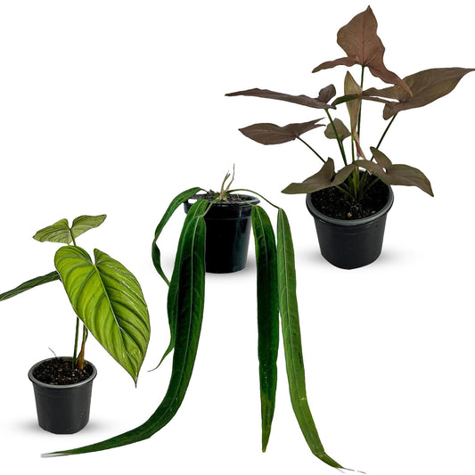 LEAL PLANTS ECUADOR Anthurium Pallidiflorum,Syngonium Pink Schott, Philodendron SP Colombia (Pack of 3) Live Plants Perfect for Indoor & Outdoor
