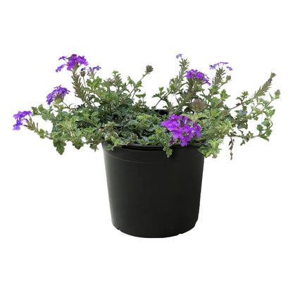 Live Verbena - Purple - Creeping/Trailing Perennial - Healthy Spring Plant - 10" Tall by 6" Wide in 2.5 Qt Pot