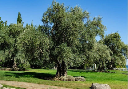 Live Plant - Arbequina Olive Tree-Olea Europea- ONE Small Rooted Plant