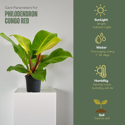 Philodendron 'Yellow Flame' – 4” Live Plant – Stunning Golden Foliage – Easy-Care Indoor Houseplant for Home or Office Décor (Heat Pack Included)