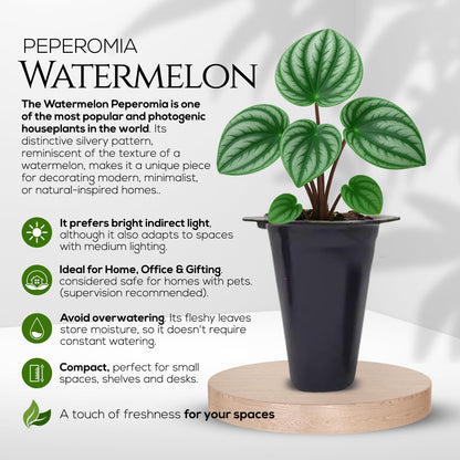 Peperomia Plant Collection (4 Pack)– Set of Rare Varieties | Watermelon, Frost, Eden Rosso & Piccolo Banda | Easy Indoor Houseplants, Live Plants for Home Decor (Peperomia Collection)
