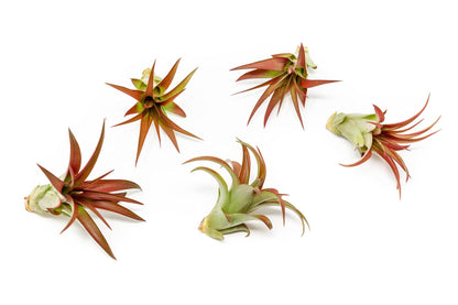 5 Pack Air Plants Red Abdita Tillandsia - Medium Air Plants Live Variety Pack - Live Succulent House Plant - Home Holders and Garden Decor - Easy Care Indoor and Outdoor Plant