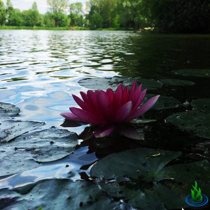 Nymphaea Attraction Red Hardy Water Lily Tuber Rhizome Live Aquatic Plants for Pond Water Garden